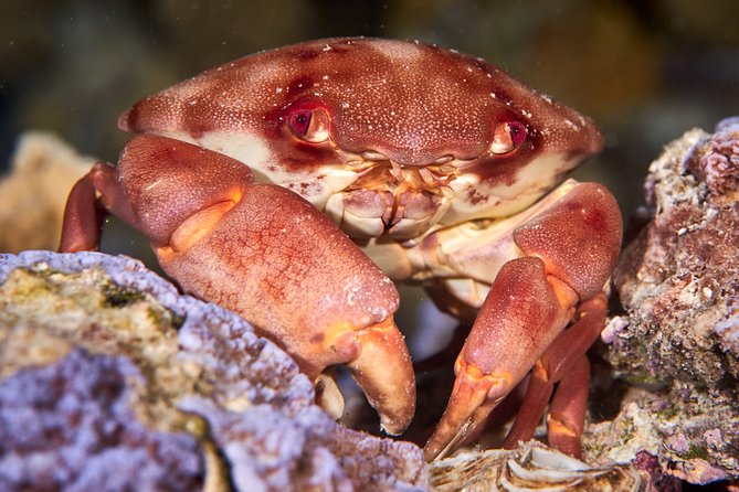 Night Snorkeling - Small-Group Comfort and the Guides Who Actually Make It Click