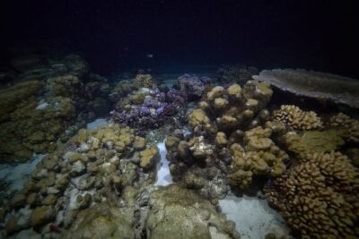 Night Snorkeling - What the 1.5 Hours Look Like, From Meet-Up to Splash Time