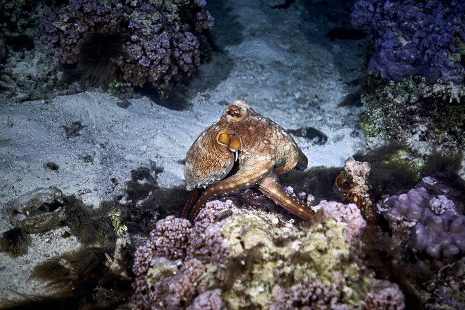 Night Snorkeling - What You Might See After Dark: Real Night Reef Targets