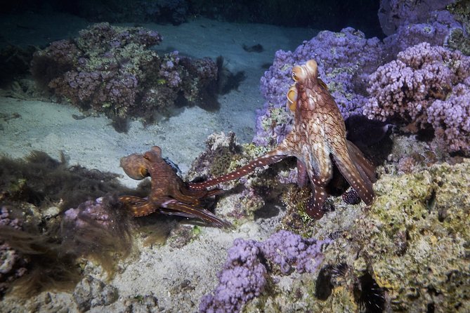 Night Snorkeling - Is the $120 Price Fair for Moorea Night Snorkeling?