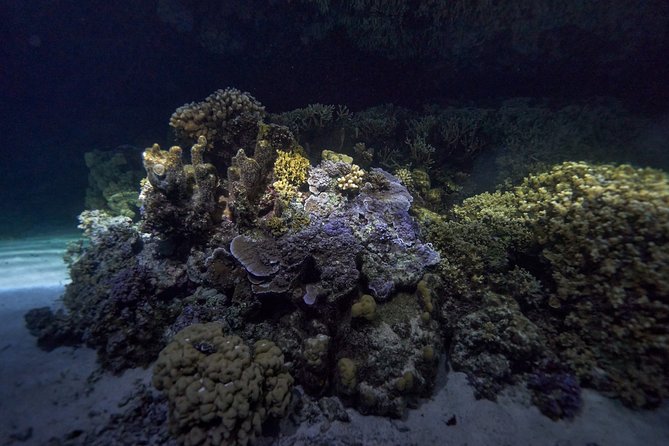 Night Snorkeling - Who This Tour Fits Best (and Who Should Skip It)
