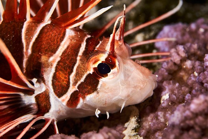 Night Snorkeling - Should You Book Moorea Dark Waters Night Snorkeling?