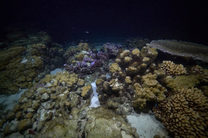 Night Snorkeling - What the 1.5 Hours Look Like, From Meet-Up to Splash Time