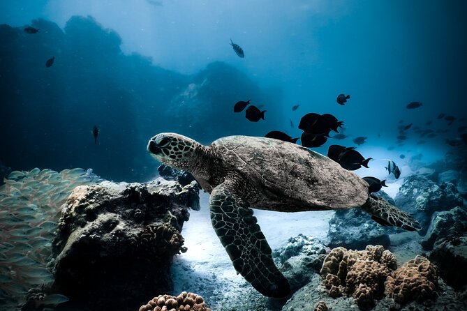 Night-Time Snorkel at TurtleTown with Stars, Lights, and Photos - Turtle Town at Night: Why It Feels Like a Different Ocean