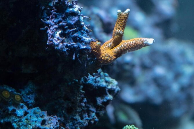 Night-Time Snorkel at TurtleTown with Stars, Lights, and Photos - Wildlife Moments: Turtles, Octopus, Sharks, and More