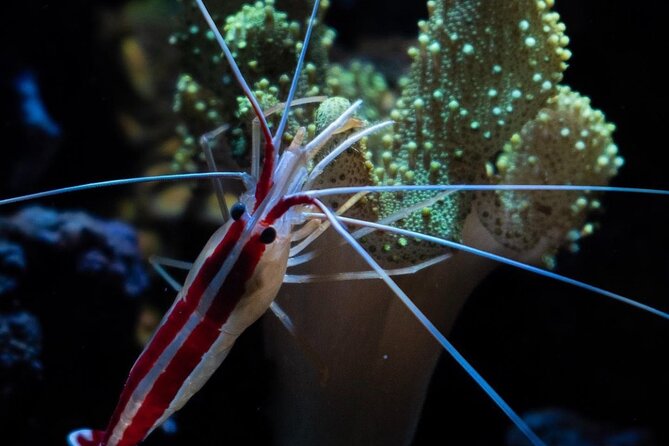 Night-Time Snorkel at TurtleTown with Stars, Lights, and Photos - Price and Value: What $119.20 Really Buys