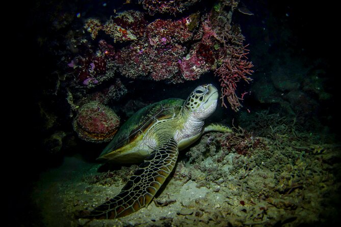 Night-Time Snorkel at TurtleTown with Stars, Lights, and Photos - Booking Tips: How to Get the Best Night (Without Overthinking It)