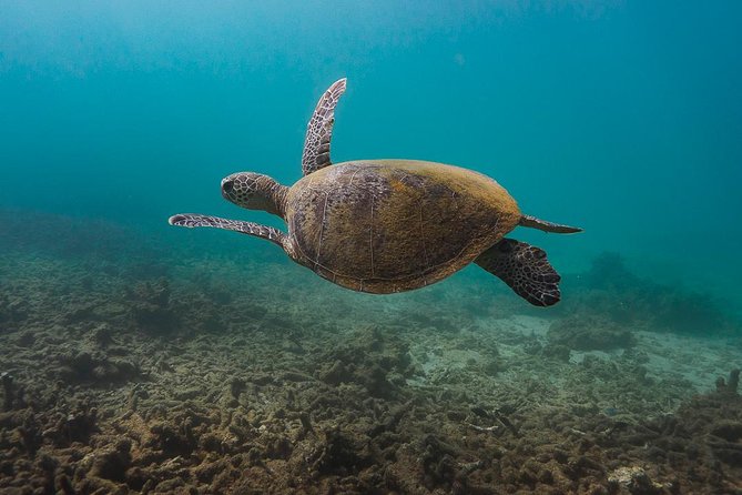 Ningaloo Reef Snorkel and Wildlife Adventure - Hitting Tantabiddi Boat Ramp and using pickup the right way