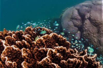 Ningaloo Reef Snorkel and Wildlife Adventure - The guide team: what makes it feel safe and personal