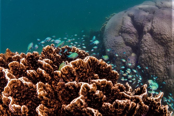 Ningaloo Reef Snorkel and Wildlife Adventure - The guide team: what makes it feel safe and personal
