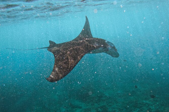 Nusa Penida day trip: boat, 4 snorkeling, Manta rays & Land tour - The Nusa Penida “One-Day” Advantage From Sanur