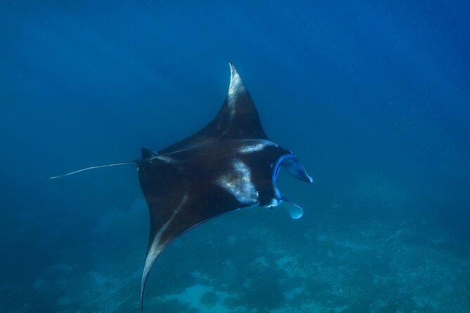 Nusa Penida day trip: boat, 4 snorkeling, Manta rays & Land tour - Mangrove Point on Nusa Lembongan: The Drift Snorkeling Starter