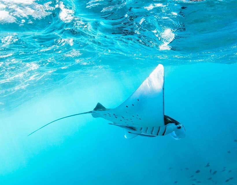 Nusa Penida: Snorkeling 3-4 spots and island tour with guide - Your first target: Manta Bay and the manta-ray chance