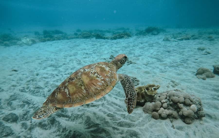 Nusa Penida: Snorkeling 3 Spots with GoPro & West Land Tour - West coast land tour: Kelingking Beach to Angel’s Billabong