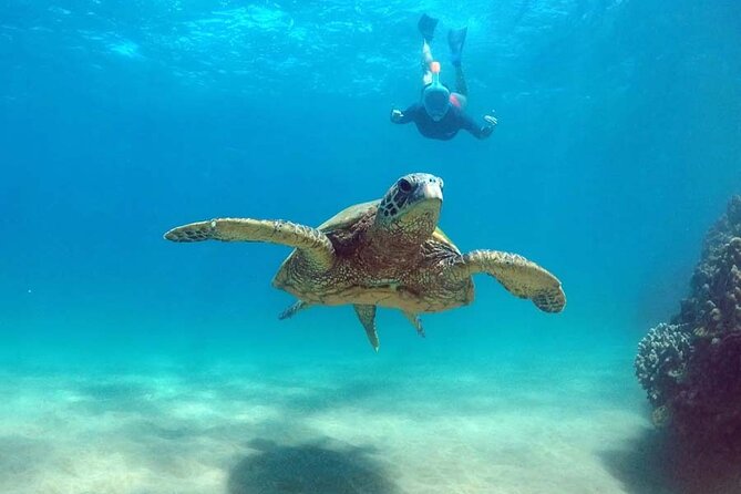 Oahu 5-in-1 Deluxe Cruise: Turtle Snorkeling & Ocean Activities - Who This Tour Fits Best (and Who Might Want a Different Option)