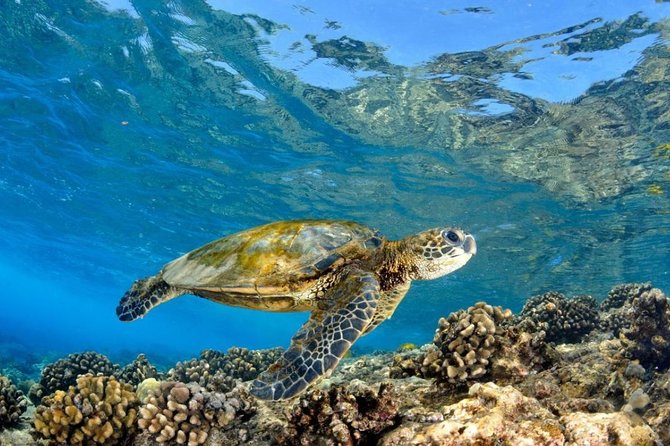 Oahu Circle Island Tour with Turtle Snorkeling— Small-Groups - Mokoliʻi at Kualoa Point: that Jurassic Park island moment