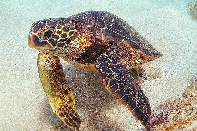 Oahu Circle Island Tour with Turtle Snorkeling— Small-Groups - Tsue Farm / North Shore lunch: tasting the real order of things