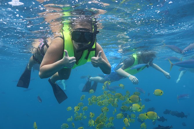Oahu Dolphin and Snorkel Tour with Waikiki Pickup & Lunch - Waikiki Pickup to Wai‘anae Harbor: the first reality check