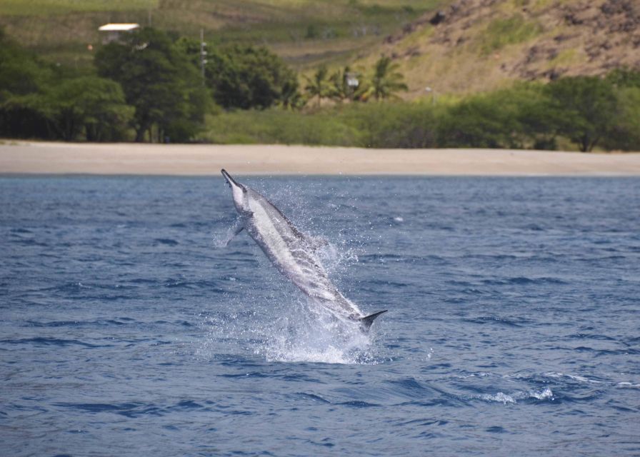 Oahu: Dolphin Swim and Turtle Snorkel Excursion in Waianae - Key things that make this tour worth your time