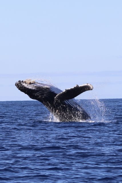 Oahu: Dolphin Swim and Turtle Snorkel Excursion in Waianae - Snorkel stops in protected bays: where sea turtles come in