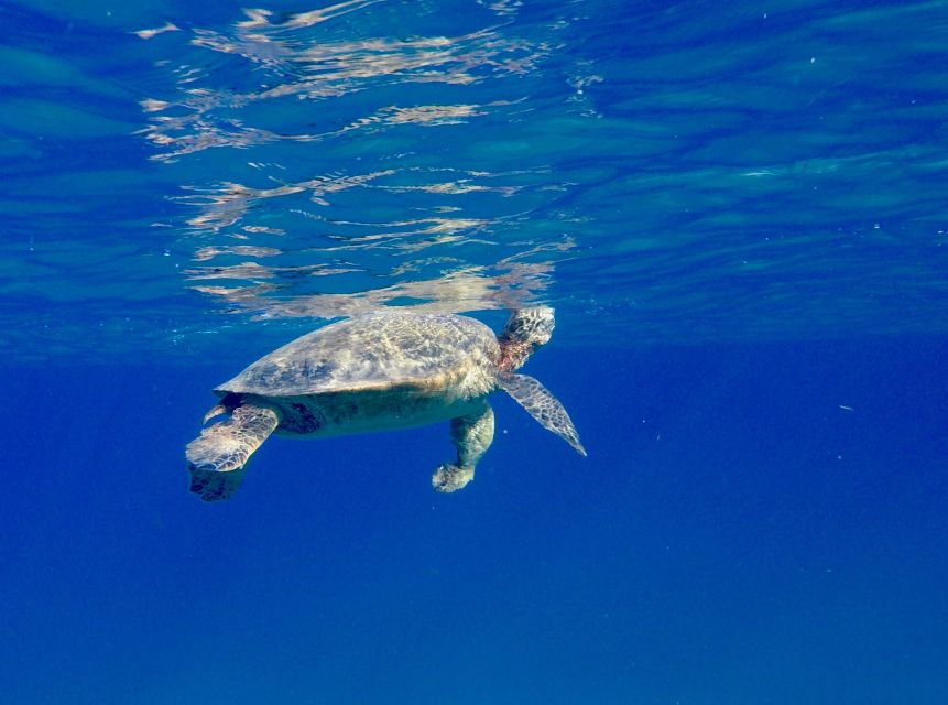 Oahu: Dolphin Swim and Turtle Snorkel Excursion in Waianae - Swimming with dolphins: what’s guaranteed and what’s truly up to nature