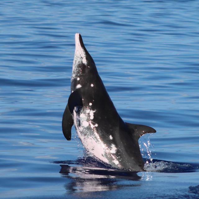 Oahu: Dolphin Swim and Turtle Snorkel Excursion in Waianae - Rules that protect the animals (and make the tour smoother)