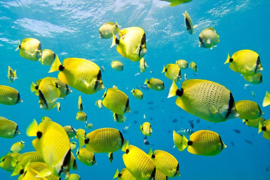 Oahu: Dolphin Swim and Turtle Snorkel Excursion in Waianae - Lunch and the little comfort upgrades that add up
