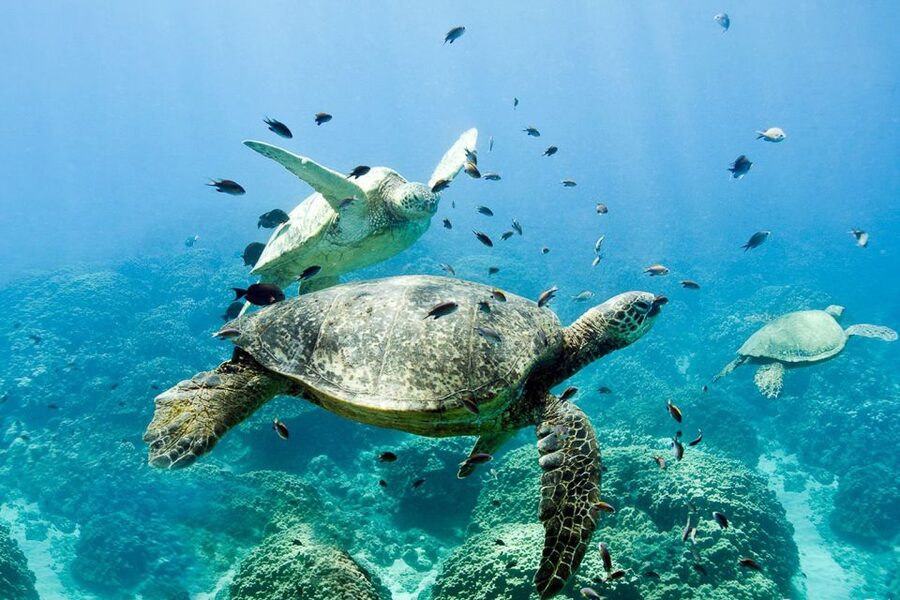 Oahu: Dolphin Swim and Turtle Snorkel Excursion in Waianae - Price and value: is $193 worth it on Oahu?