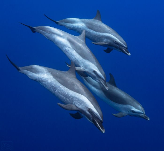 Oahu: Dolphin Swim and Turtle Snorkel Excursion in Waianae - The 32-foot cruise off Waianae: dolphins first, whales as the bonus