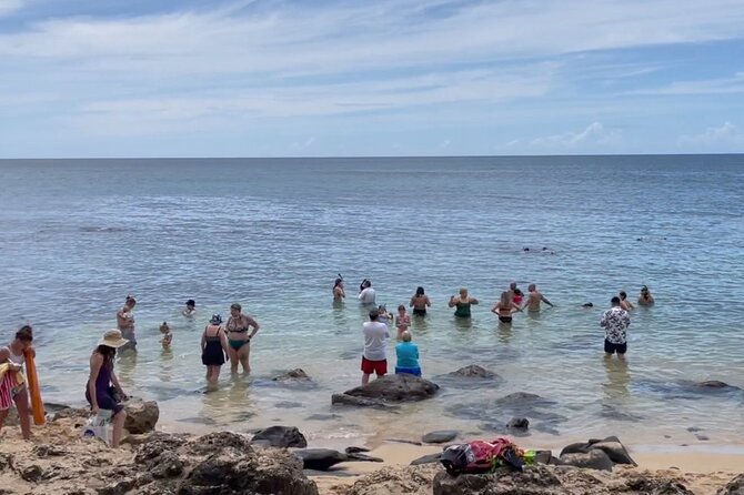 Oahu Guided Circle Island Tour, Swim w/ Turtles, Dole, Blowhole - A One-Day Oahu Circuit That Covers the Big Sights