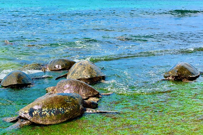 Oahu Guided Circle Island Tour, Swim w/ Turtles, Dole, Blowhole - Halona Blowhole and Eternity Beach: Watch Lava Meets Ocean