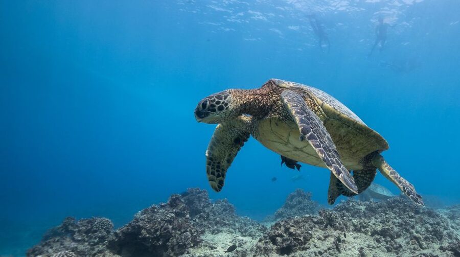 Oahu: Honolulu Turtle Canyon Snorkeling Tour - Quick hits: what makes this tour special