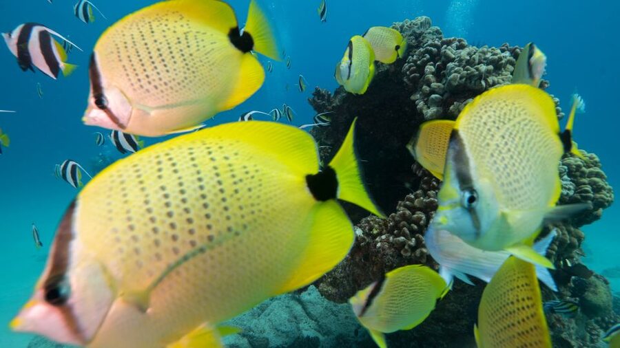 Oahu: Honolulu Turtle Canyon Snorkeling Tour - Turtle Canyon snorkeling is really about the timing