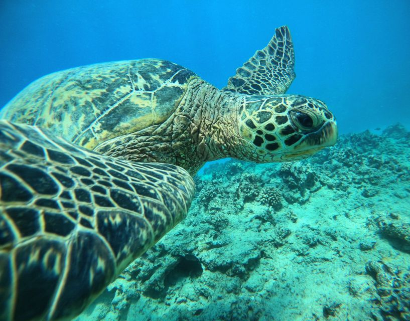 Oahu: Honolulu Turtle Canyon Snorkeling Tour - The boat ride out: Waikiki views and a quick surface warm-up