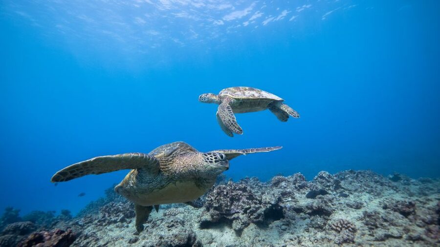 Oahu: Honolulu Turtle Canyon Snorkeling Tour - First reef stop: the turtle-focused snorkeling moment