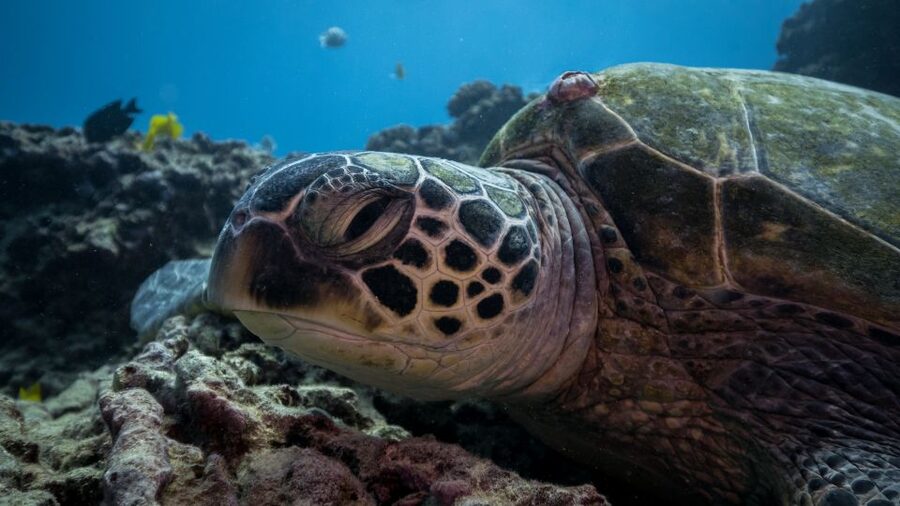 Oahu: Honolulu Turtle Canyon Snorkeling Tour - The second water stop: why it can vary for snorkelers