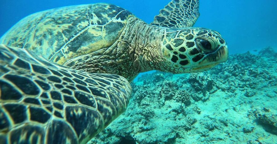 Oahu: Honolulu Turtle Canyon Snorkeling Tour - Meeting at Ala Moana: how to start your 3-hour window right