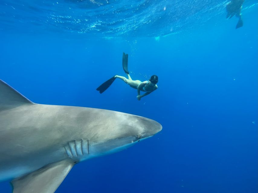 Oahu: North Shore Cageless Shark Snorkeling Tour - Key Points You’ll Care About