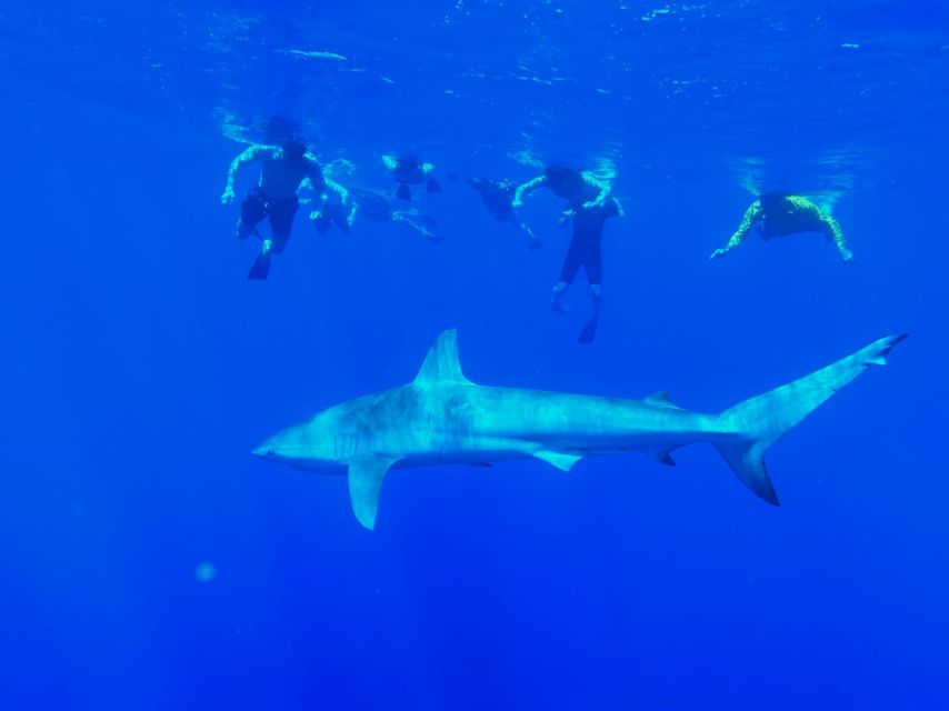 Oahu: North Shore Cageless Shark Snorkeling Tour - North Shore, Cageless Sharks, and a Real Safety Setup