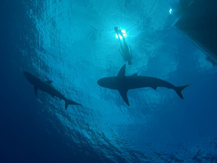 Oahu: North Shore Cageless Shark Snorkeling Tour - The Haleiwa Swim: How the Safety Diver Runs Your Time