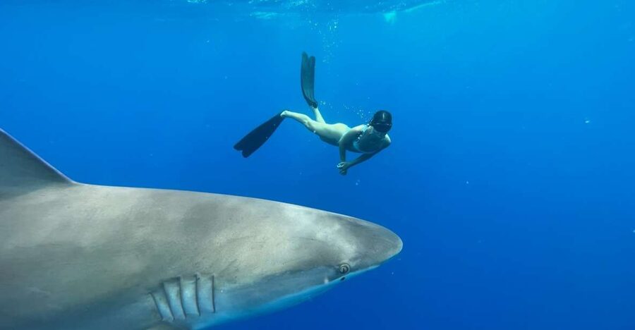 Oahu: North Shore Cageless Shark Snorkeling Tour - Price and Value: Is $166 Worth a Cageless Shark Snorkel?