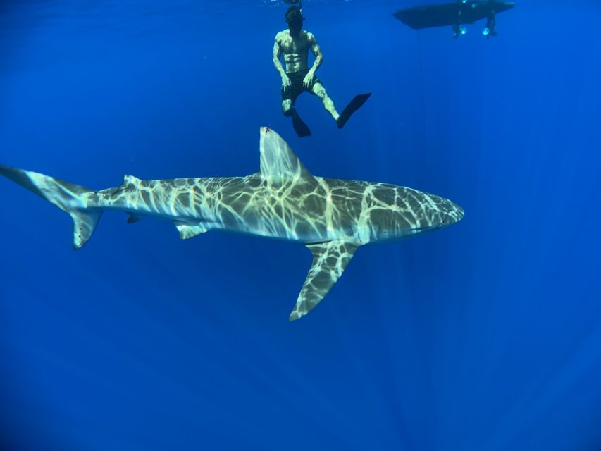 Oahu: North Shore Cageless Shark Snorkeling Tour - Who This Tour Fits Best, and Who Should Think Twice