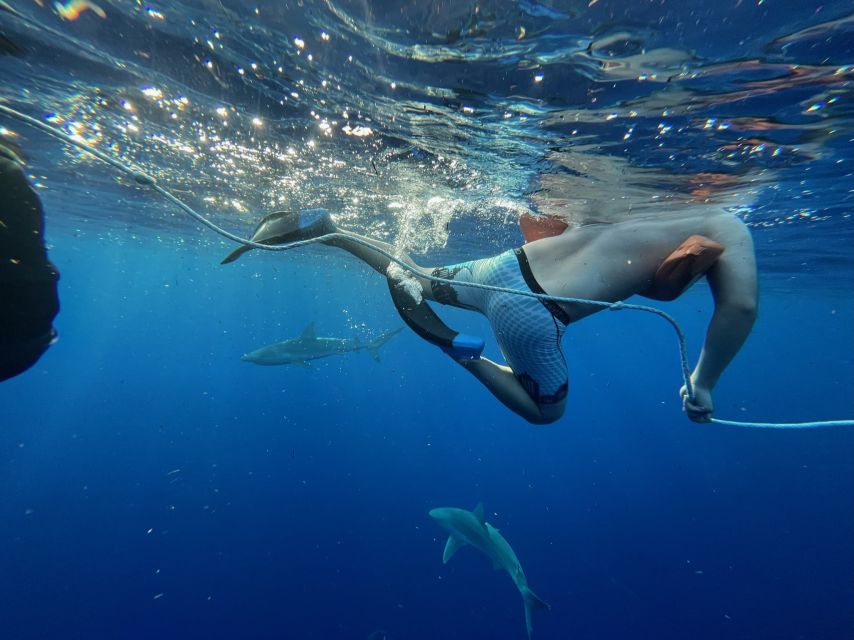 Oahu: North Shore Cageless Shark Snorkeling Tour - Should You Book This Island View Hawaii Shark Snorkeling Tour?
