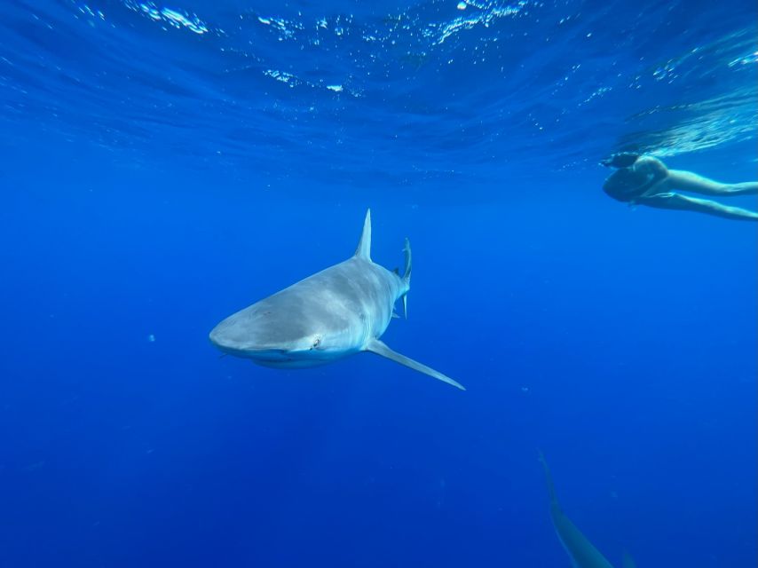 Oahu: North Shore Cageless Shark Snorkeling Tour - Meeting at Island View Hawaii and What the Boat Ride Really Feels Like