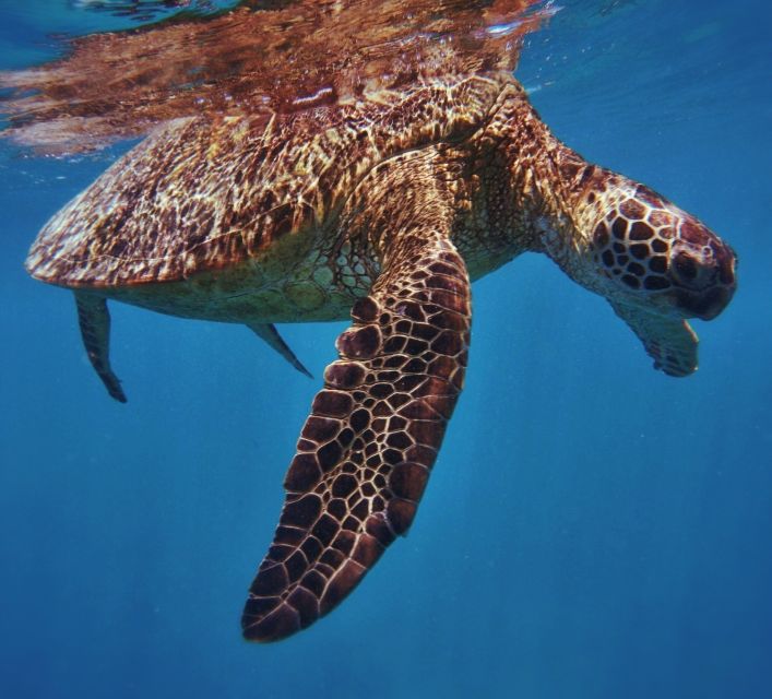 Oahu: Turtle Canyon Snorkeling Boat Tour - Turtle Canyon snorkeling: what makes it feel worth the money