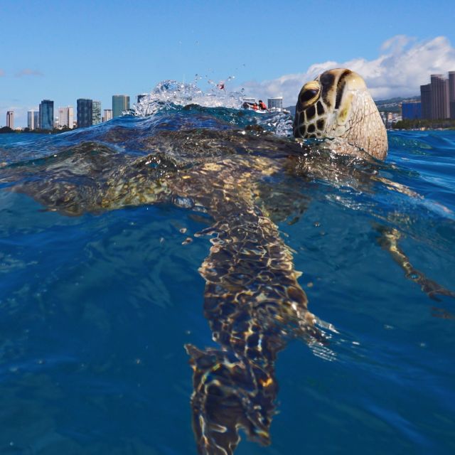 Oahu: Turtle Canyon Snorkeling Boat Tour - Who should book this tour (and who should adjust expectations)