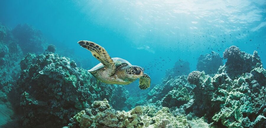 Oahu: Turtle Canyon Snorkeling Boat Tour - Pier B meet-up and getting comfortable fast