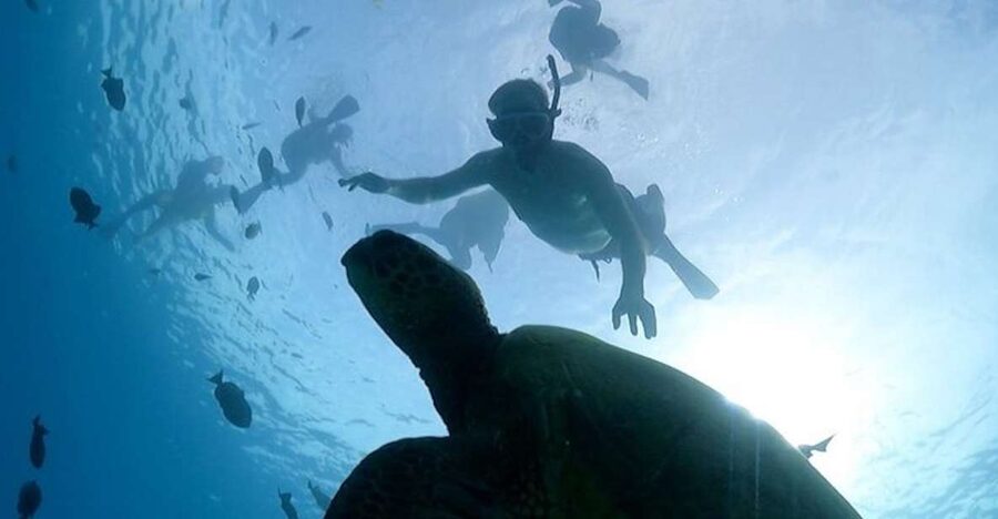 Oahu: Waikiki Turtle Snorkeling Adventure Cruise - Quick hits you’ll care about