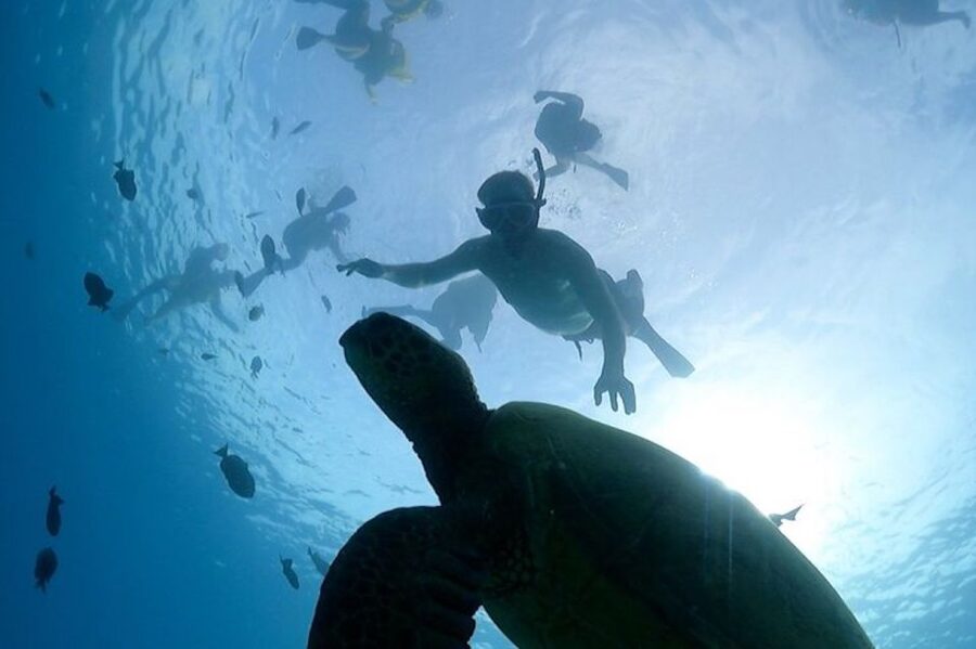 Oahu: Waikiki Turtle Snorkeling Adventure Cruise - Practical Tips to Make Your Snorkel Go Smooth