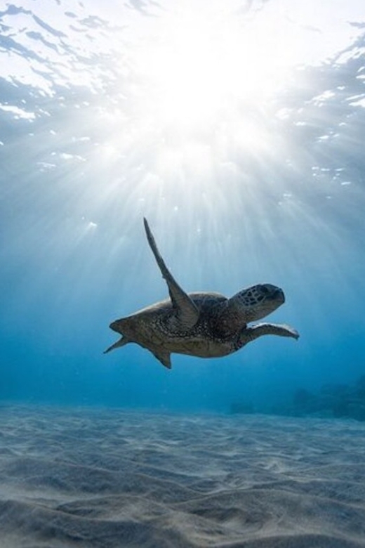 Oahu: Waikiki Turtle Snorkeling Adventure Cruise - Should You Book the Waikiki Turtle Snorkeling Adventure Cruise?